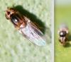 Thaumatomyia notata
